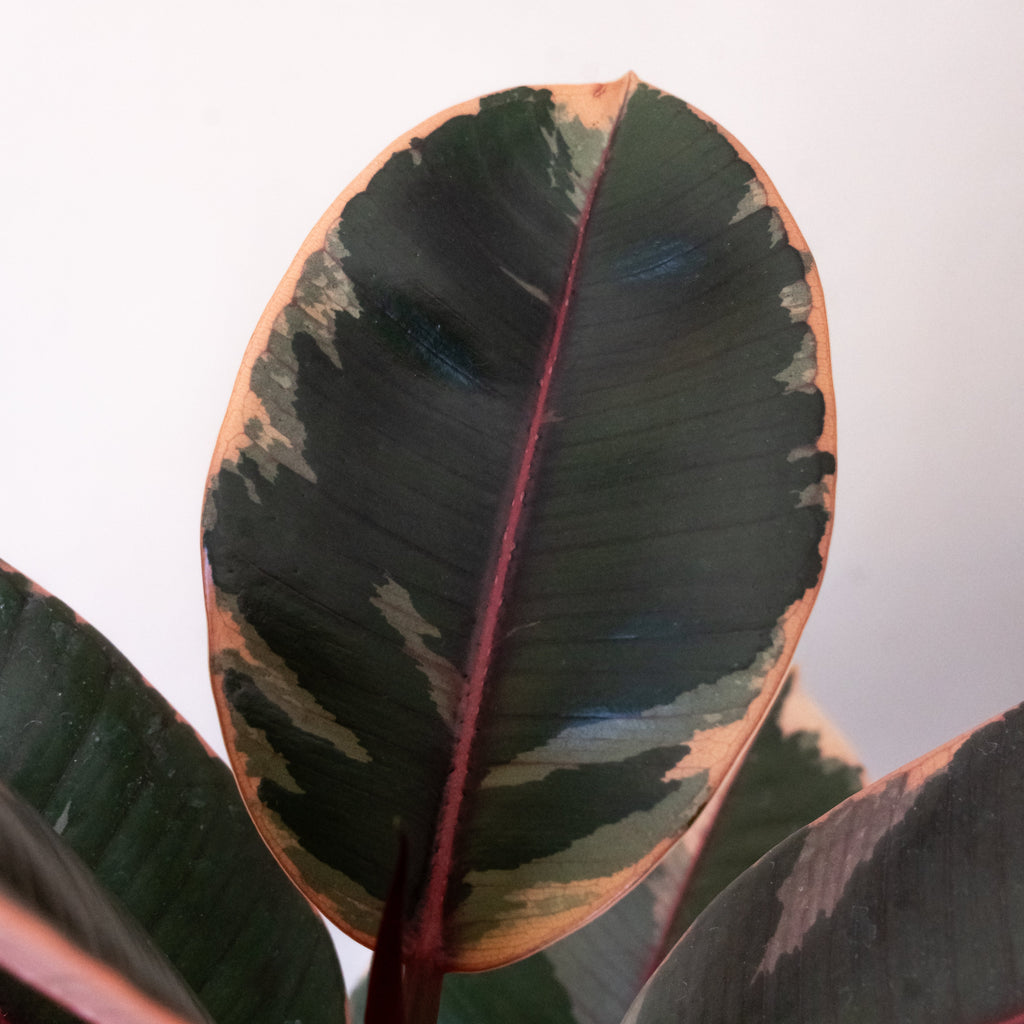 Chroma® Belize