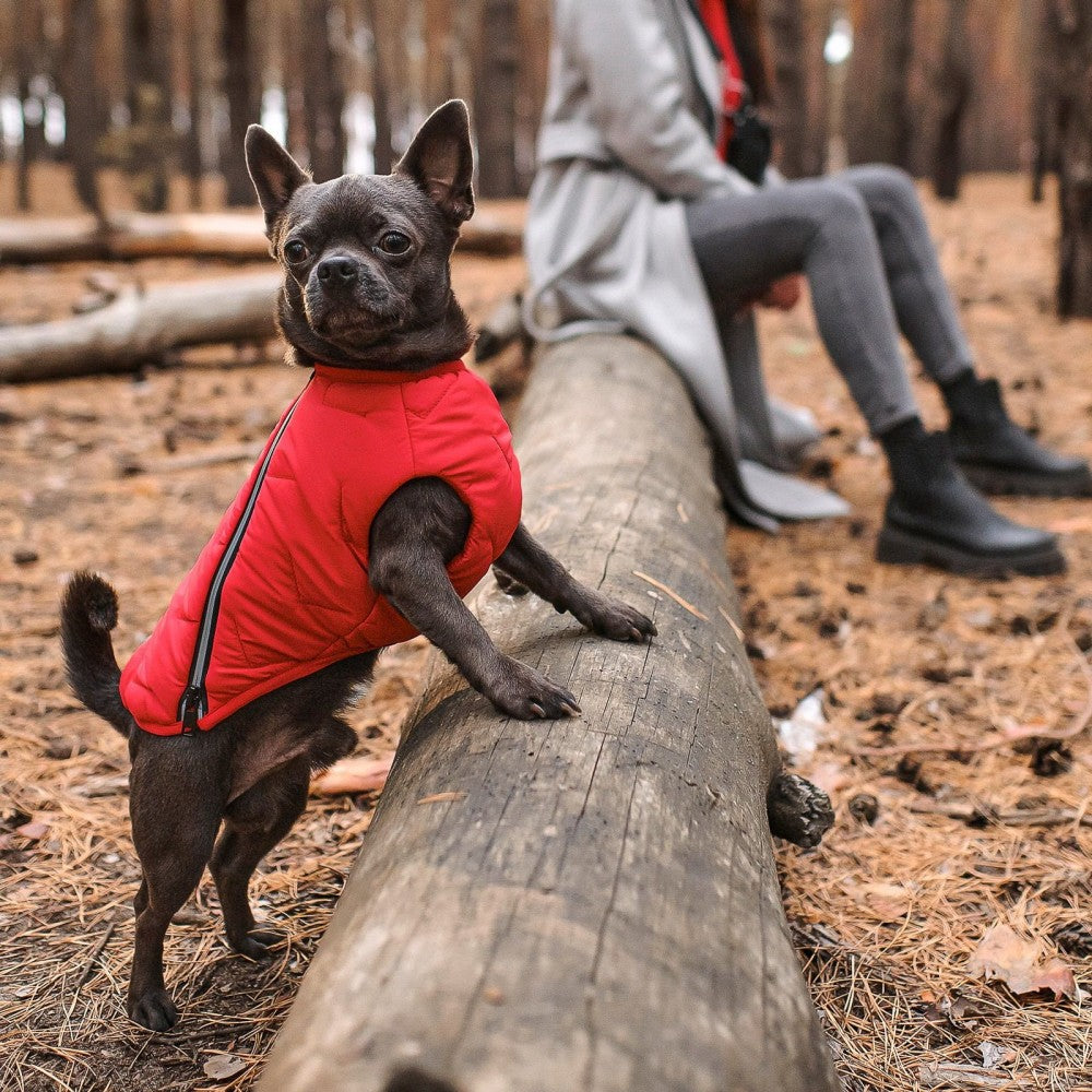 Durable Pet Jacket with Reflective Elements